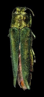 Emerald ash borer