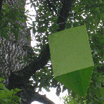 EAB trap