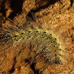 Fall webworm