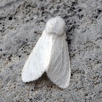 Fall webworm