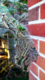 Fall webworm damage