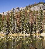 Mountain pine beetle