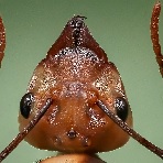ant