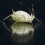 aphid
