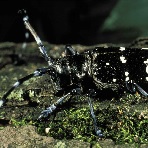 asian longhorned beetle