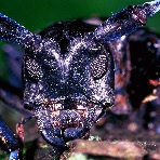 asian longhorned beetle