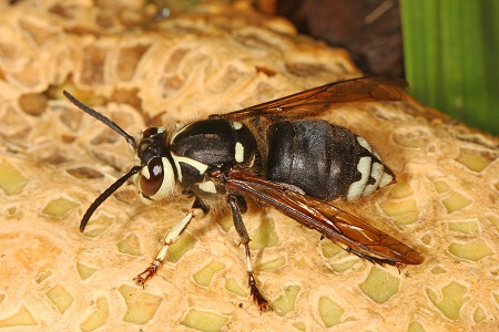 hornet