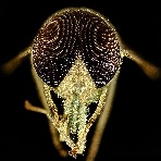 Biting Fly