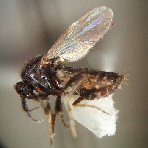 Biting Midge