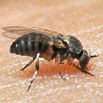 Black Fly