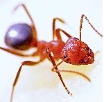 Carpenter Ant