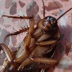 cockroach