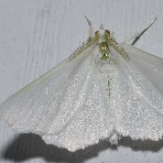 elm span worm adult