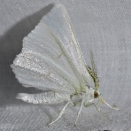 elm span worm adult
