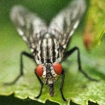 Horse Fly