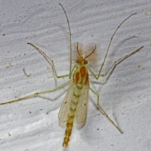 midge