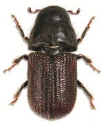 Mountain pine beetle