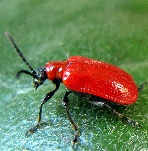 red lily beetle