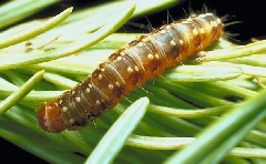 Spruce budworm