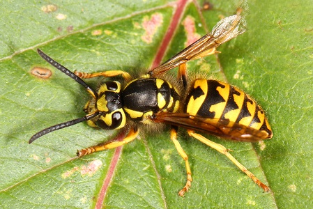 Yellow jacket