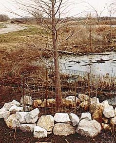Stucco wire around tree