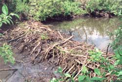 Beaver Dam