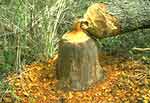 Tree felled by Beaver