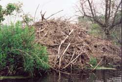 Beaver Lodge