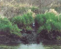Beaver Trail leading up the bank