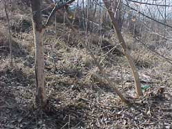 Bite marks on trees