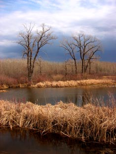 Wetland