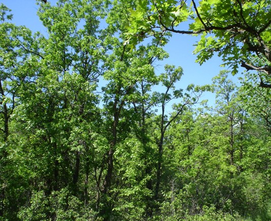 Oak Forest