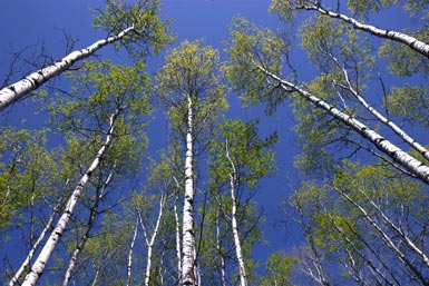 Aspen Forest
