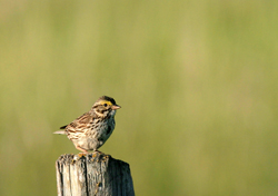 Savannah Sparrow