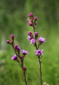 blazing star