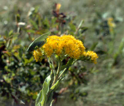 Goldenrod, City of Winnipeg Naturalist Services Branch