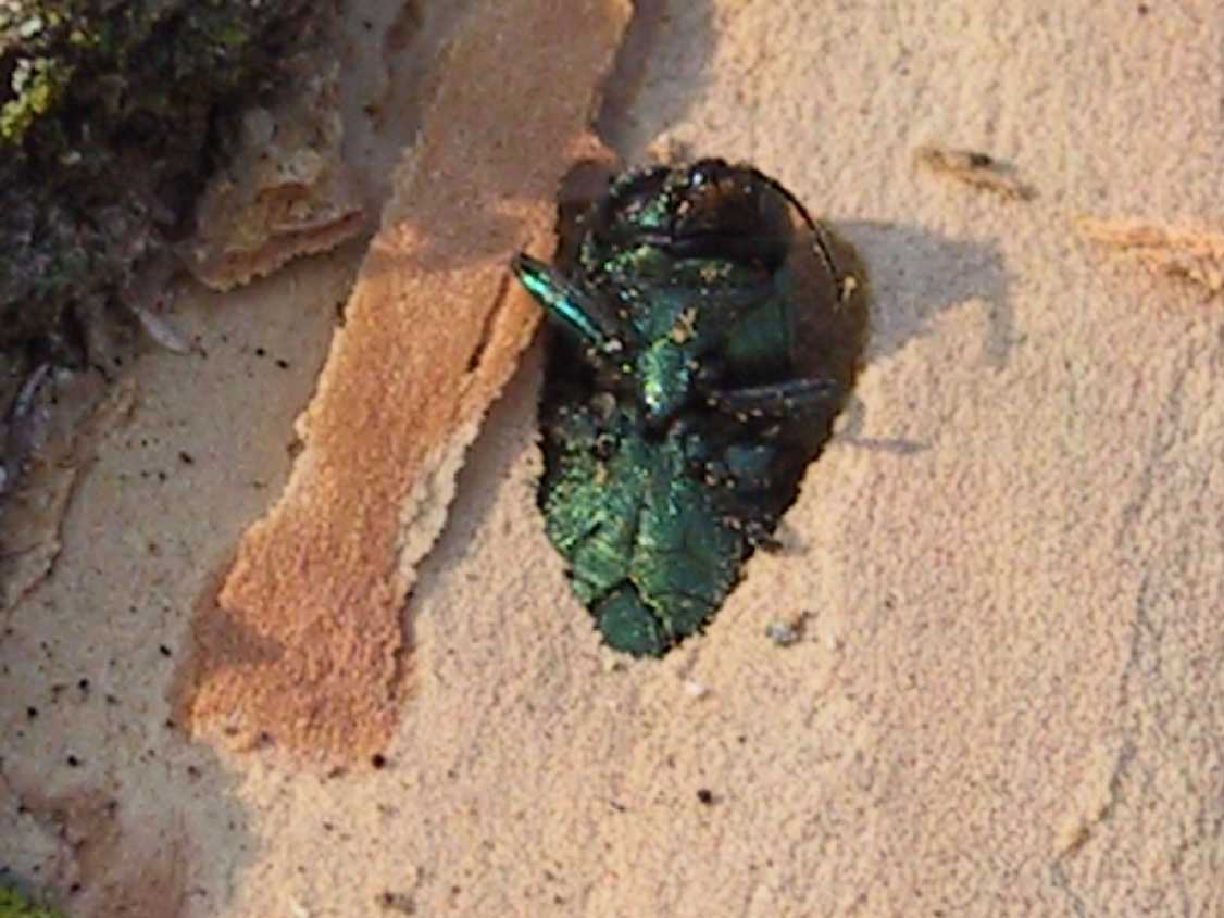 Adult Beetle
